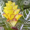 zebra plant